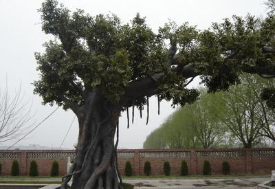 西安水泥塑樹(shù) 水泥塑樹(shù)廠家 水泥塑樹(shù)價(jià)格 唐縣景觀